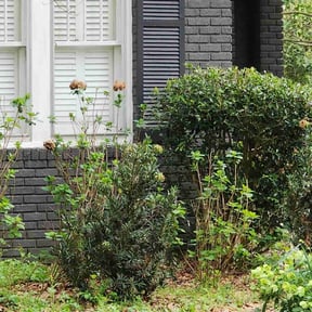 Bush Trimming by Stream Scene Landscaping reviewed on August 2, 2024