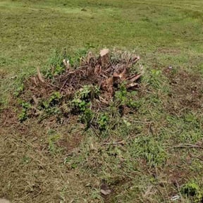 Cleanups by T &J lawn care reviewed on June 10, 2022