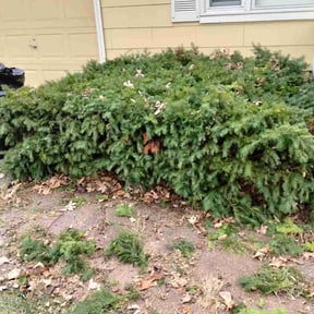 Bush Trimming by Osborn lawn services reviewed on December 23, 2024