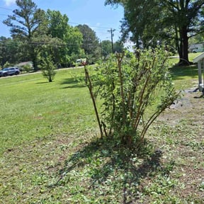 Bush Trimming by Rena Genets Lawn Care reviewed on June 23, 2022