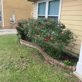 Bush Trimming by CEJLANDSCAPING reviewed on September 14, 2021
