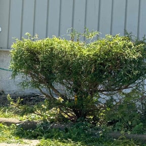 Bush Trimming by Fresh Cut Yard Workz reviewed on October 23, 2021