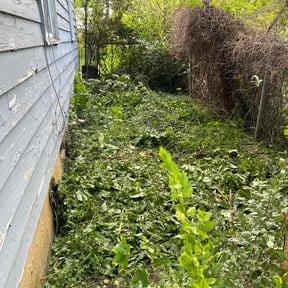 Bush Trimming by Garden of Eden Lawn Care Services reviewed on June 12, 2021