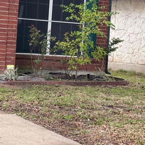 Bush Trimming by Kayala Lawncare reviewed on April 14, 2025