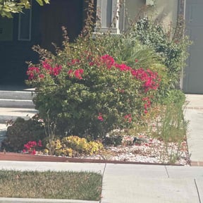 Bush Trimming by Lando Lawn Care & Landscaping reviewed on November 2, 2023