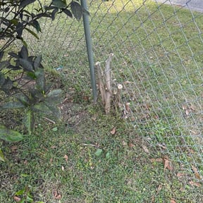 Bush Trimming by Total Cuts Lawn Care LLC reviewed on April 4, 2025