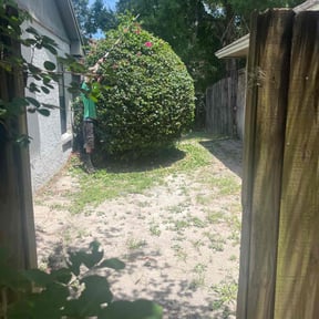 Bush Trimming by A Lawn Service reviewed on December 7, 2021