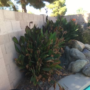 Bush Trimming by E&amp;E Landscape Services reviewed on November 15, 2024