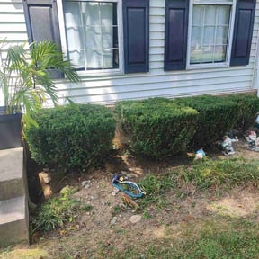 Bush Trimming by TNL LANDSCAPING reviewed on August 7, 2024