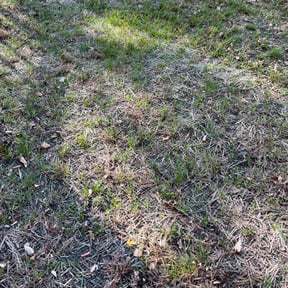Leaf Removal by Texas Landscape reviewed on July 12, 2022