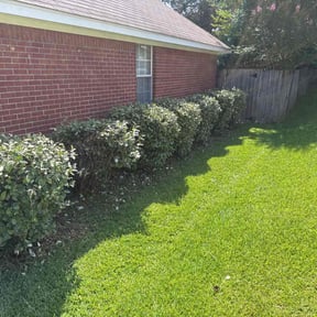 Bush Trimming by Better Dash Group LLC reviewed on May 16, 2025