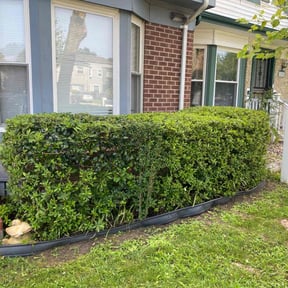 Bush Trimming by Sir James Services reviewed on August 12, 2025