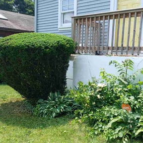 Bush Trimming by J Jr’s Lawn Maintenance reviewed on October 2, 2021