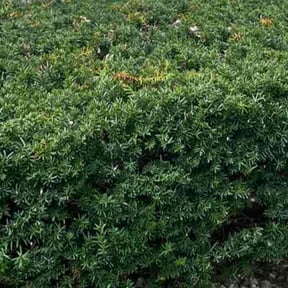 Bush Trimming by 20-20 Lawn Care reviewed on November 9, 2021