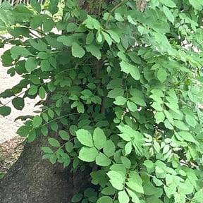 Leaf Removal by Marshall lawn reviewed on April 12, 2022