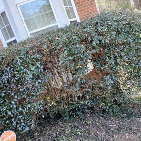 Bush Trimming by My Family Lawn Care reviewed on July 7, 2022