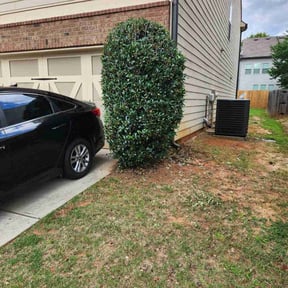 Bush Trimming by Lionel j lee reviewed on April 25, 2025