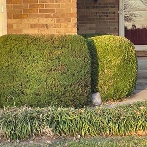 Bush Trimming by Texas Pride Lawncare reviewed on October 18, 2021