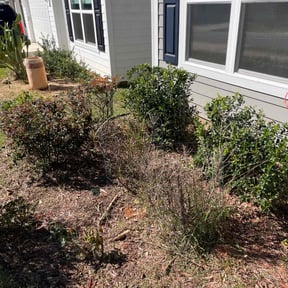 Bush Trimming by Them Joneses reviewed on March 3, 2025