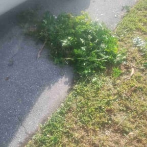 Bush Trimming by Furia Global LLC reviewed on August 14, 2024