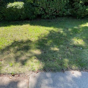 Bush Trimming by LSLTDallas/FortWorthTruGreen reviewed on July 18, 2025