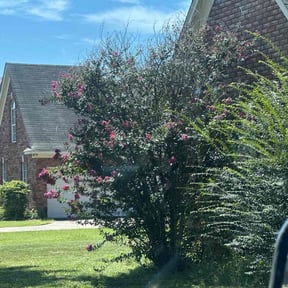 Bush Trimming by Pacific Blu LLC reviewed on July 26, 2025