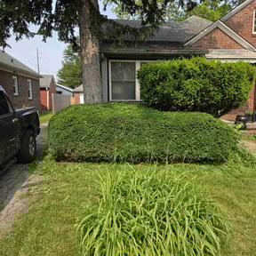 Bush Trimming by Contreras Outdoors reviewed on March 19, 2025