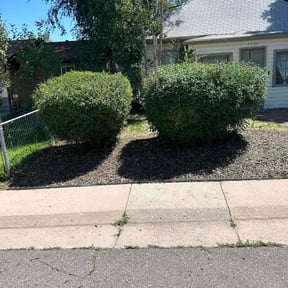 Bush Trimming by Hernandez Family Lawn reviewed on June 13, 2025