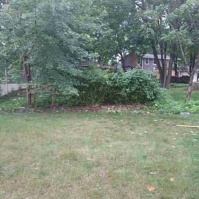 Bush Trimming by Mow Masters Llc reviewed on May 7, 2025