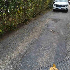 Bush Trimming by The customer first reviewed on April 26, 2022