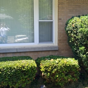 Bush Trimming by Lawn In Order reviewed on May 13, 2022