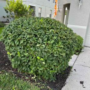 Bush Trimming by Efrain Marrero reviewed on October 21, 2022