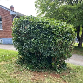 Bush Trimming by Vazquez reviewed on July 5, 2022