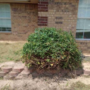 Bush Trimming by Trimmer Timmer reviewed on April 11, 2025