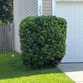 Bush Trimming by Perfect Touch reviewed on July 7, 2025