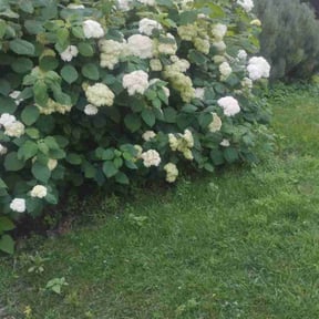 Weeding by Clean Green Lawn Service reviewed on April 19, 2022