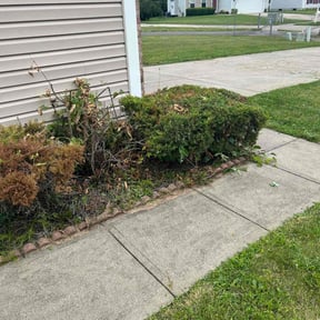 Bush Trimming by Tri Stars landscaping and Snow Services LLC reviewed on June 3, 2022
