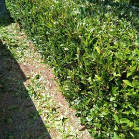 Bush Trimming by Andersen landscaping & Design reviewed on June 13, 2022
