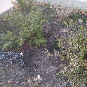 Flower Bed Weeding by Texas Services SA reviewed on March 25, 2025