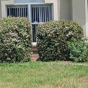 Bush Trimming by EZGO Lawn Services LLC reviewed on August 2, 2022