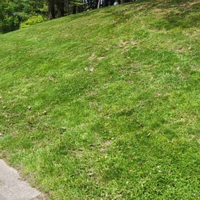 Leaf Removal by Elias Landscaping reviewed on July 21, 2025