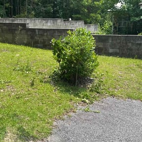 Bush Trimming by Palmetto Land Service reviewed on May 18, 2025