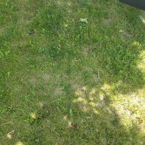 Bush Trimming by Lawn care Debris and Tree reviewed on August 10, 2024