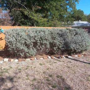 Bush Trimming by R &amp;M landscaping. reviewed on March 12, 2025