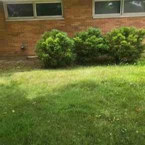 Bush Trimming by Krispy Kutz Landscaping &amp; More reviewed on August 4, 2024