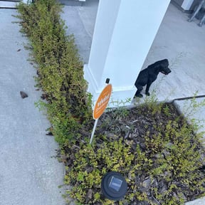 Flower Bed Weeding by HerbalFruitRollies reviewed on May 29, 2022
