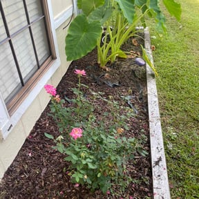 Flower Bed Weeding by Better Dash Group LLC reviewed on May 16, 2025