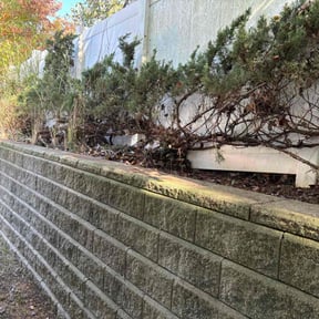 Bush Trimming by C&S lawncare services reviewed on April 6, 2022