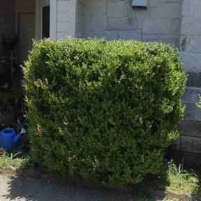 Bush Trimming by Ledezma reviewed on July 18, 2024