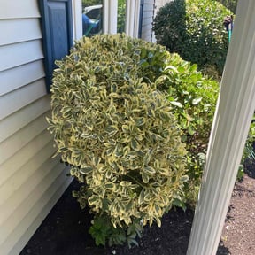 Bush Trimming by Legacy Lawn care reviewed on June 4, 2022